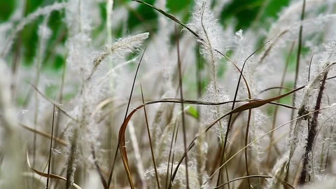 Close up shot of beautiful Grass View Stock Footage 293764356