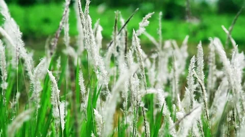 Close up shot of beautiful Grass View Stock Footage 293764357