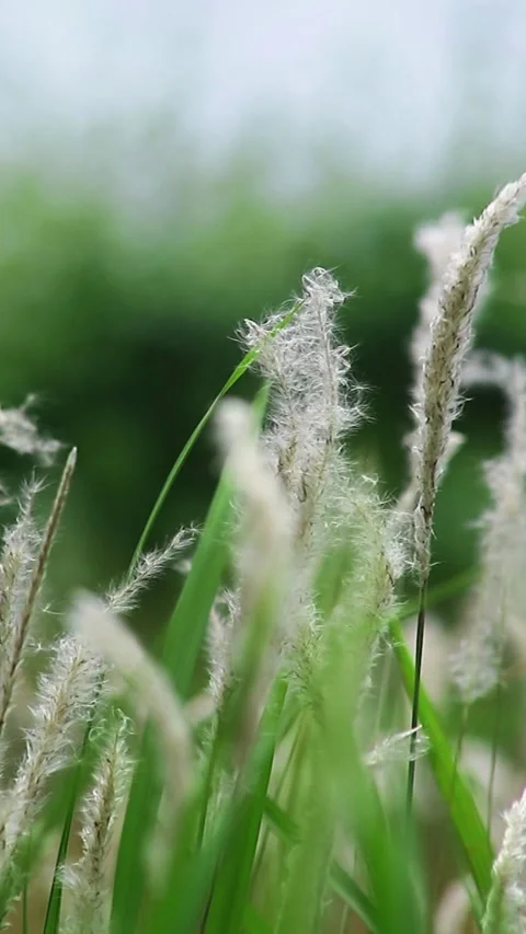 Close up shot of beautiful Grass View 스톡 동영상 293766364