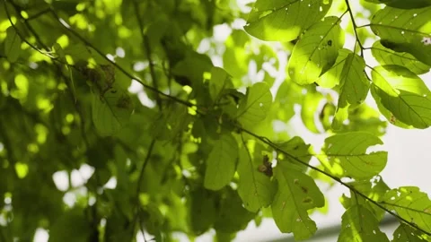 Close-up shot of a beautiful leaf shining in the sunlight. Stock Footage 252427546