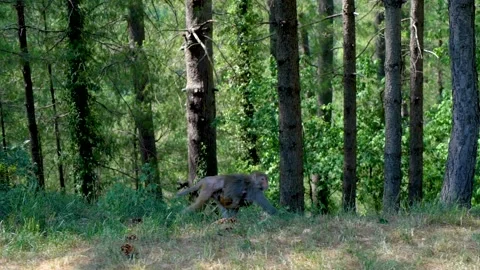 Close-up shot of beautiful monkey with her kid in forest in slow-motion Stock Footage 210854384