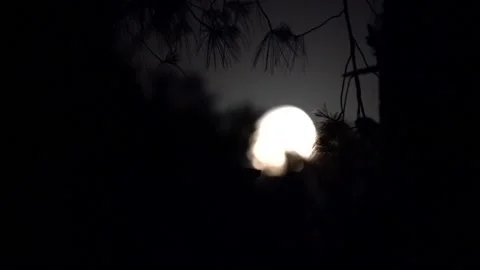 Close-up shot of beautiful moon setting down behind the trees in time-lapse  Stock Footage 210854754
