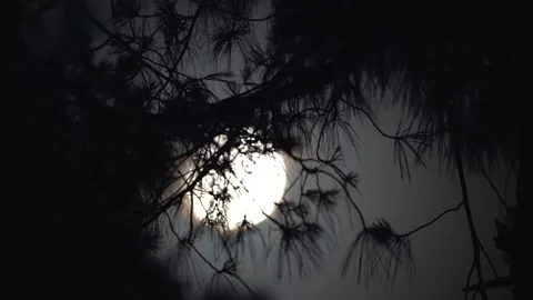 Close-up shot of beautiful moon setting down behind the trees in time-lapse Stock Footage 210854759
