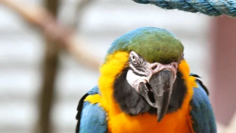 Close up shot of beautiful multi-colored cleaning and preening his feet Stock Footage 134603603