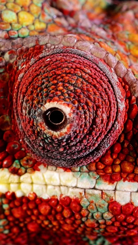 Close-up shot of a beautiful red and green chameleon 動画素材 284737726