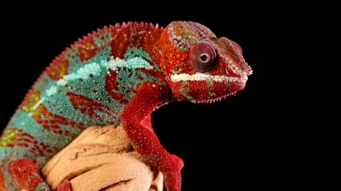 Close-up shot of a beautiful red and green chameleon Stock Footage 337435731