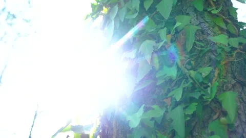 Close-up shot of beautiful sunrays behind the trees in forest in slow-motion Stock-Footage 210854981