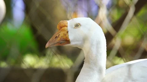 Close up shot of a beautiful white goose on a sunny day in a farm. Stock Footage 166670045