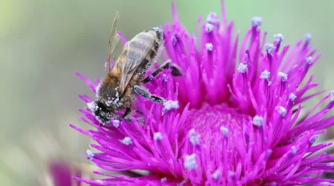 Close up shot of a bee collecting nectar Stock Footage 38087195
