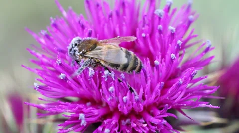 Close up shot of a bee collecting nectar Stock Footage 39345919