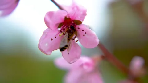 A close shot of a bee collecting nectar in an apricot flower. Video stock 194002652