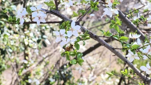Close-up shot of a bee collecting nectar from plum flowers. Stock Footage 242758982