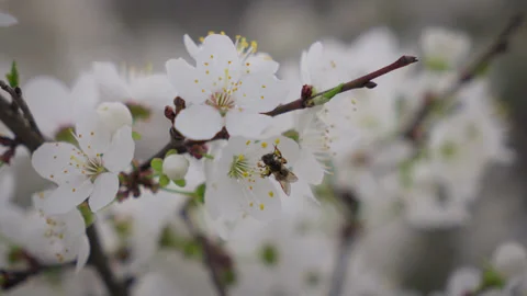 A close-up shot of a bee collecting pollen from delicate white blossoms Stock Footage 305405803