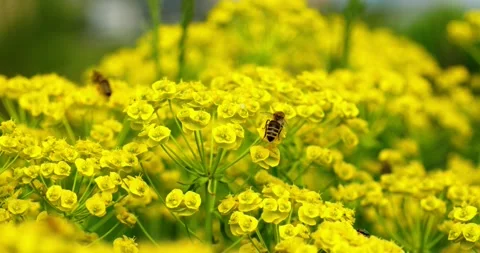 Close-up shot of a bee collects pollen and pollinates blooming yellow flower Stock Footage 221269710