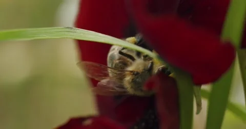 Close-up shot of a bee collects pollen and pollinates blooming red flower Stock Footage 221270077