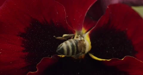 Close-up shot of a bee collects pollen and pollinates red flower in the garden Stock Footage 221270095