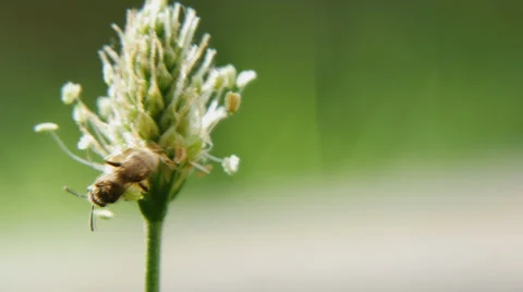 Close-up shot of a bee crawling on a flower Stock Footage 64569060