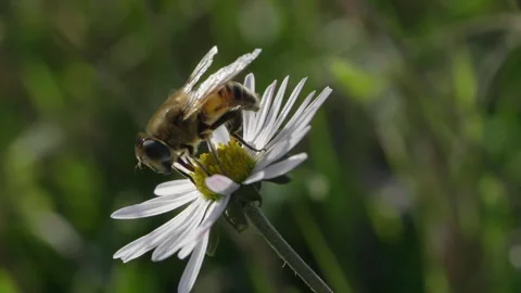Close up shot of A Bee on a Daisy Flower Stock Footage 240898628