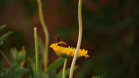 Close shot of a bee feeding on a yellow colored flower Stock-Footage 150716022