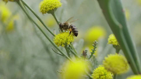 Close up shot of a Bee on a Flower Stock Footage 240832211