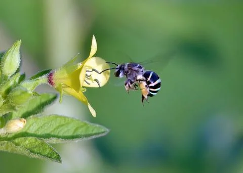 Up-close shot of a bee gathering nectar from a beautiful array of brightly color Foto stock