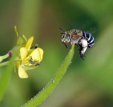 Up-close shot of a bee gathering nectar from a beautiful array of brightly color Stock Photos