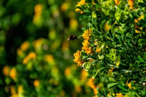 A close-up shot of a bee hovering next to Medicago arborea (also known as moo Stock Photos