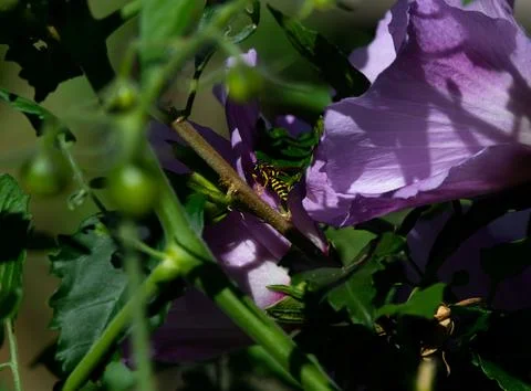 Close-up shot of a bee in mid-flight, hovering over a vibrant flower blossom in Fotos Stock