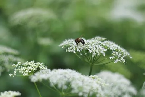 A close-up shot of a bee perched on delicate white flowers, busy pollinating  Stock Photos