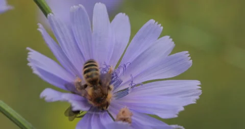 Close-up shot of a bee perching on a flower. Stock Footage 135689342