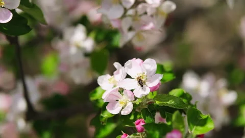 Close up shot of a bee pollinating an apple tree, bright sunny day. Vídeo Stock 246994186