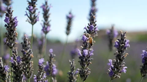 Close up shot of a bee pollinating lavender flowers in summer Stock Footage 165067145