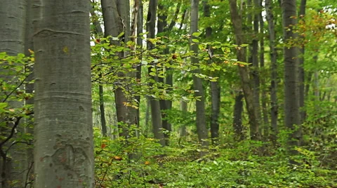 Close-up shot of Beech forest in early autumn. Stock Footage 43381574