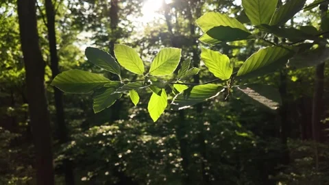 Close-up shot of a beech tree branch with fresh young leaves shimmering in th Stock Footage 309449244