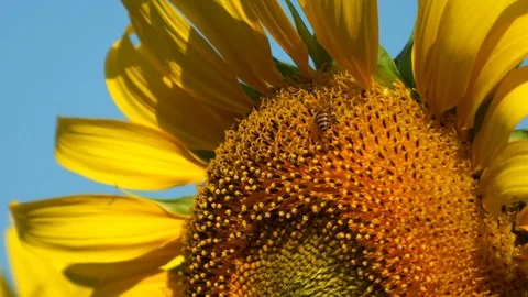 Close up shot of bees and pollinating yellow sunflower in a flower garden. Stock Footage 121408359
