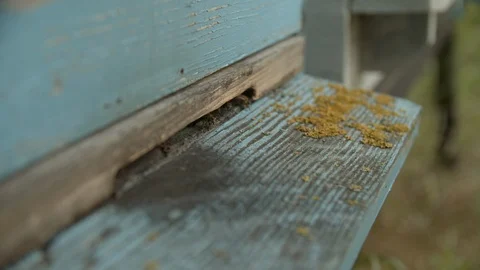 Close shot of bees entering the beehive 01 Stockbeeldmateriaal 125061010