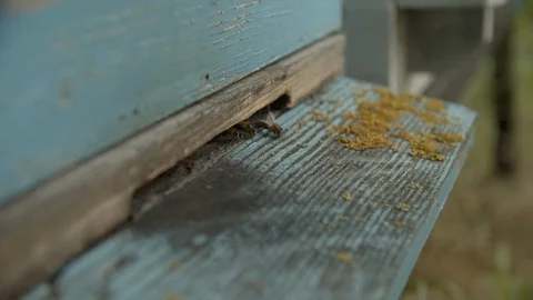 Close shot of bees entering the beehive 02 Stock Footage