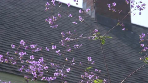 Close Shot of Bees Pollinating Flowers Stock Footage 168083355