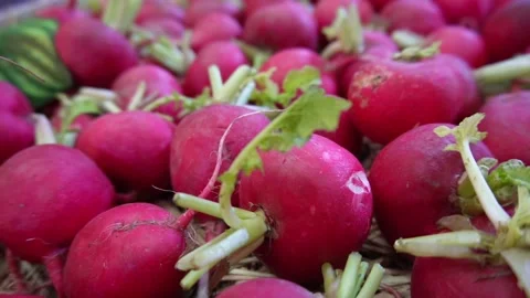 Close up shot of beetroot Stock Footage 231555373