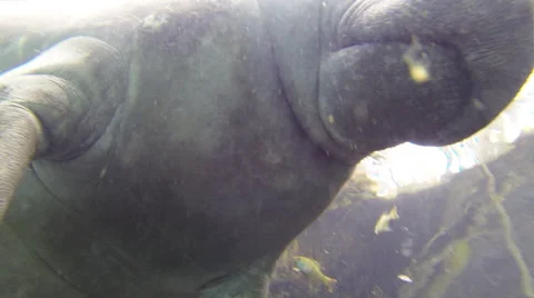 Close up shot from below of a manatee taking a surface breath Stock Footage 62955601