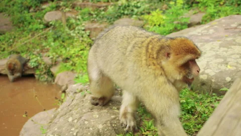 Close up shot of a Berber macaque on a muddy lake shore. Stock Footage 310755339