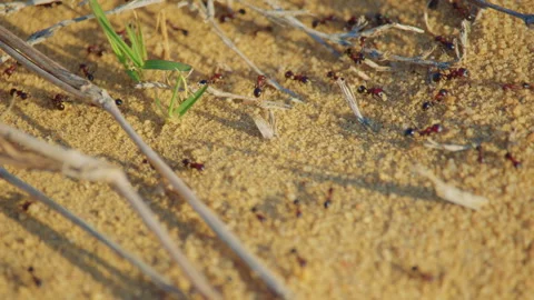 Close-up shot of bicolored ants crawling on sandy patch of ground Stock Footage 306717207