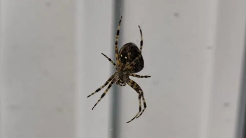 Close up shot of a big garden spider on web. Stock Footage 345920612
