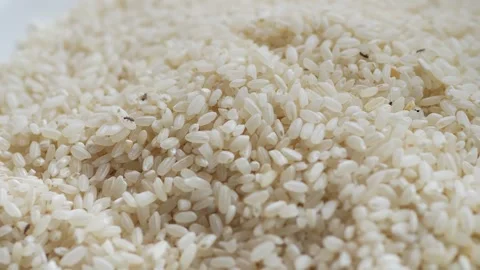 Close up shot of a big group of rice weevils moving and feeding on the rice in a Stock Footage 242236069