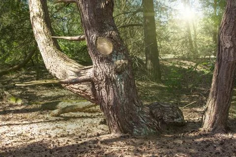 Close up shot of big old tree Stock Photos