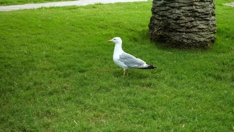 Close-up shot of a big seagull walking on green grass. Barcelona. Spain. 4K Stock Footage 126137136