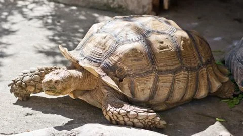 Close up shot of big tortoise Stock Photos