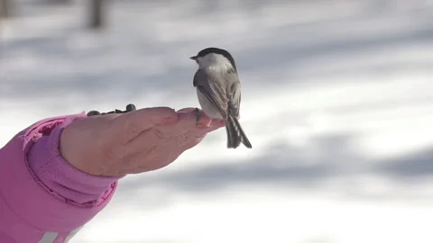 Close shot, bird in the palm Stock Footage 174340593