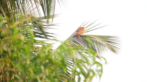 Close shot of bird sitting on leaf of Palm tree Stock Footage 151964137