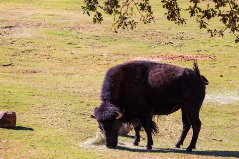 Close up shot of Bison Foto stock